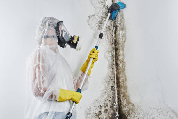 Best Attic Mold Removal  in Milton Freewater, OR