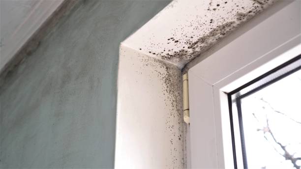 Professional Mold Removal in Milton Freewater, OR
