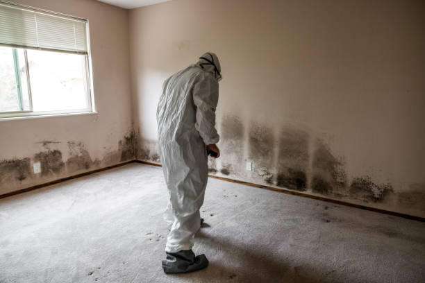 Mold Removal Process in Milton Freewater, OR
