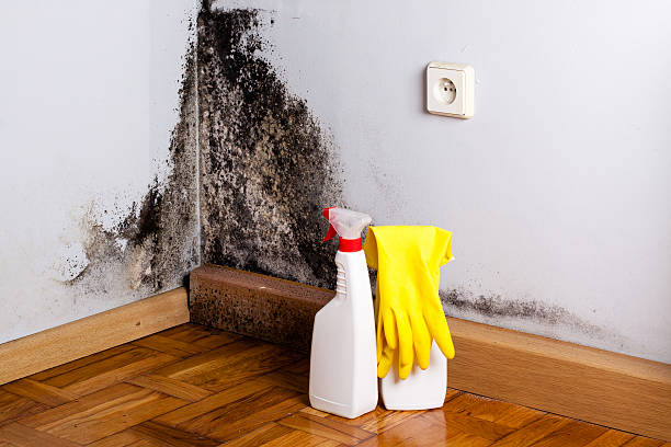 Best Best Mold Removal Companies  in Milton Freewater, OR