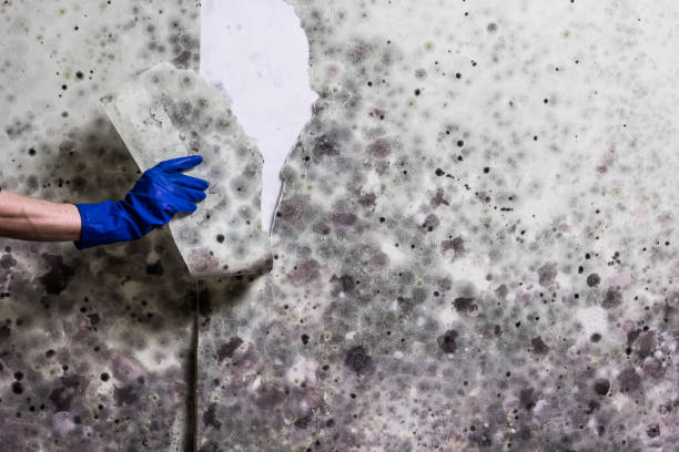 Best Emergency Mold Removal  in Milton Freewater, OR
