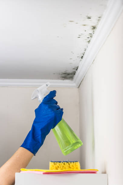 Best Mold Damage Repair  in Milton Freewater, OR